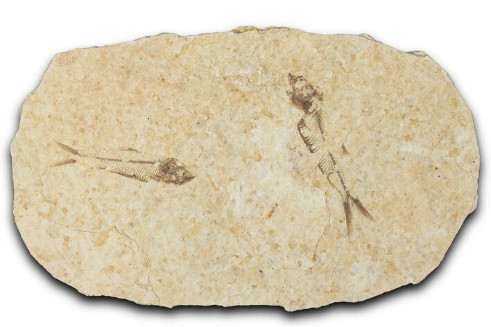 Fossil Fish (Knightia) Mortality Plate - Wyoming #339023